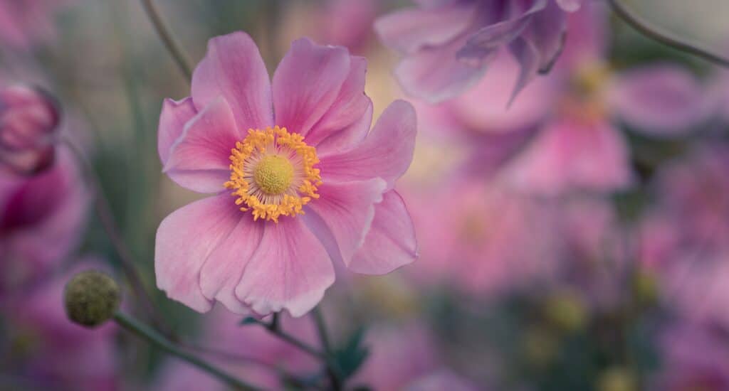 Sasanka hupejská -Anemone hupehensis