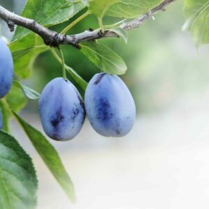 Šarka - postihuje hlavně švestky