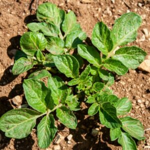 Drátovci škodí na bramborách