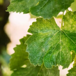 Plíseň révy vinné poškozuje révy