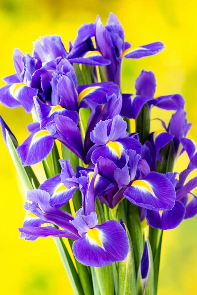 Purple iris flower on the yellow background.