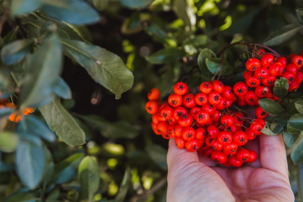 Hlohyně pěstování