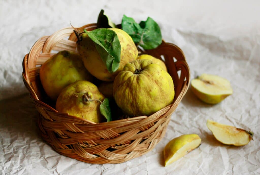 Virová kaménkovitost u kdouloně