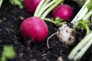 Jak se zbavit mravenců 17 Květilka zelná poškozuje ředkvičky