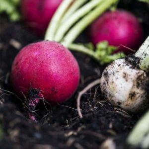 Květilka zelná poškozuje ředkvičky