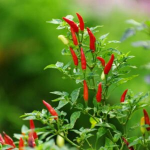 Roztočík široký škodí na paprikách