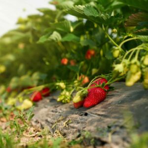 Květopas jahodový útočí na jahodníky