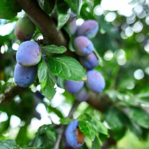 Pilatka švestková - útočí na slivoně