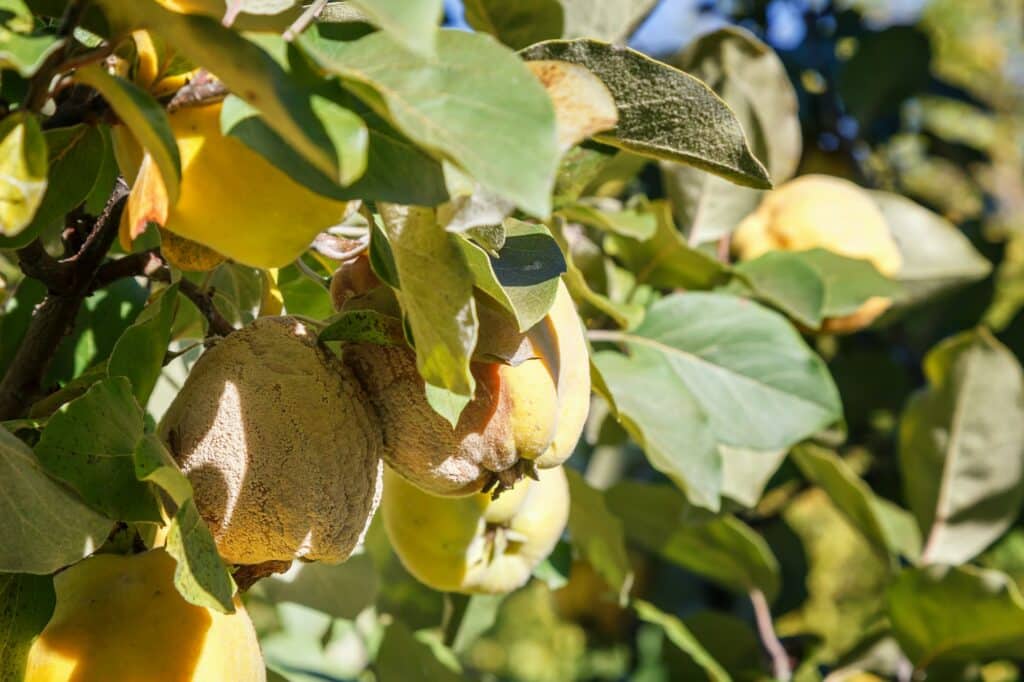 Moniliniová hniloba na kdoulích