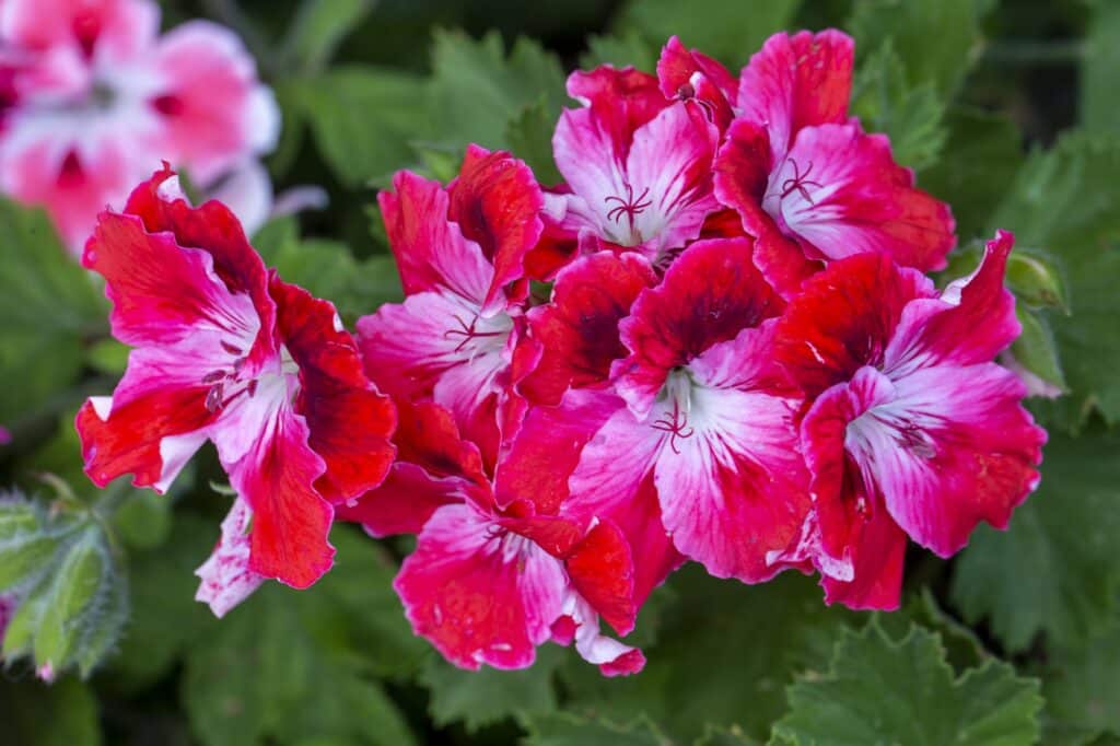 Anglické muškáty - Pelargonium grandiflorum