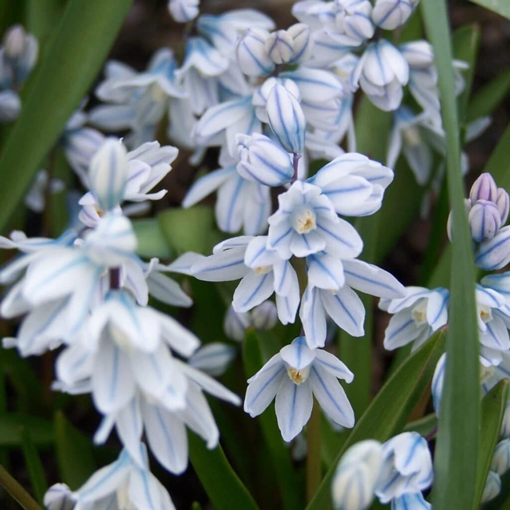 Scilla mischtschenkoana​