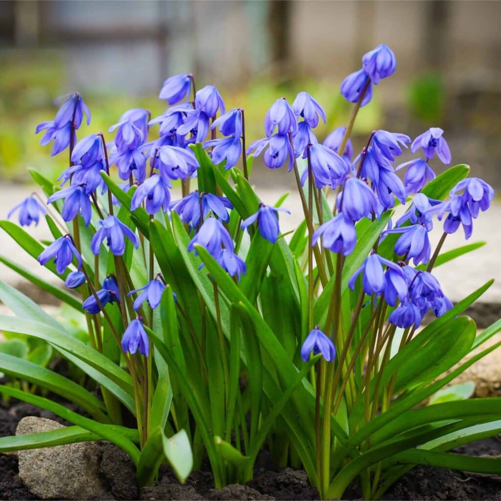 Scilla siberica​