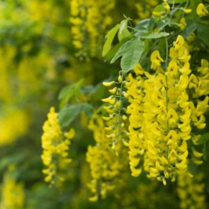 Štědřenec - Laburnum scottisch