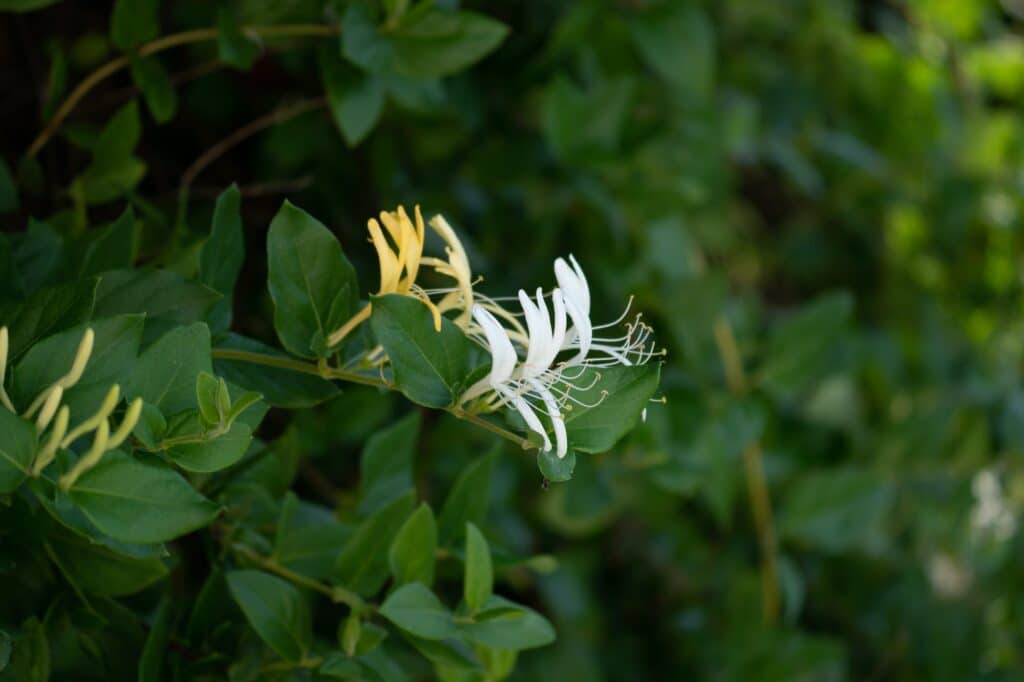 Zimolez japonský - Lonicera japonica