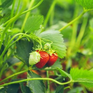 Roztočík jahodníkový - postrach jahodníků