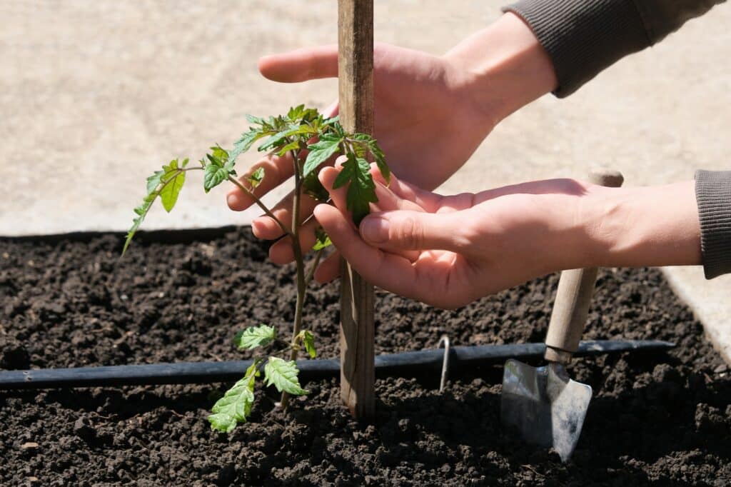 Zalévání 10 tomato seedlings grown in beds with automatic watering in the ecological garden. Hose for watering a