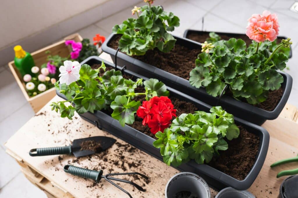 Muškáty v truhlíku