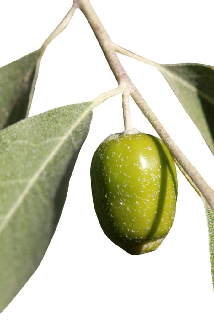 Hlošina úzkolistá Elaeagnus angustifolia