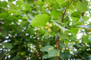 Jak se zbavit mravenců 24 Nosatec lískový - napadá lísky