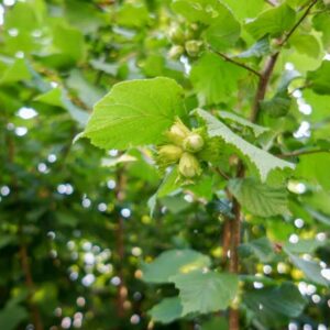 Nosatec lískový - napadá lísky