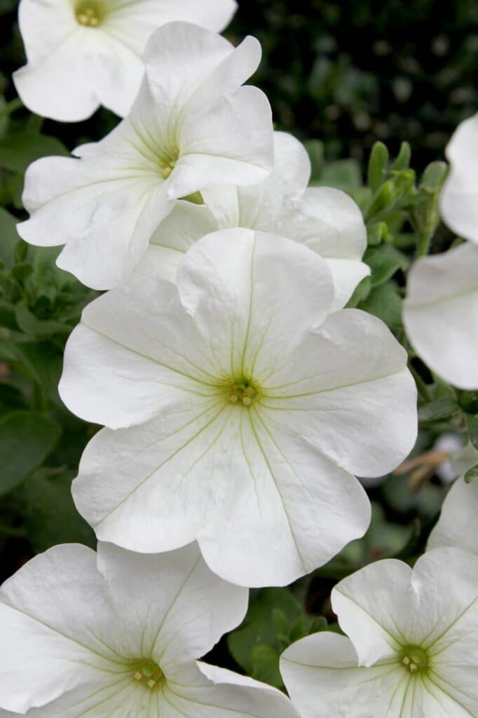 White petunia flowers