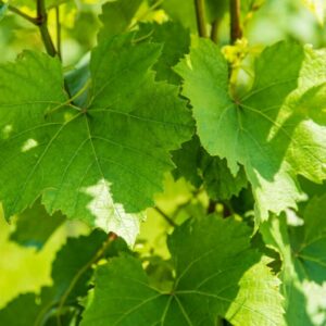 Hálčivec révový - útočí jen na vinnou révu