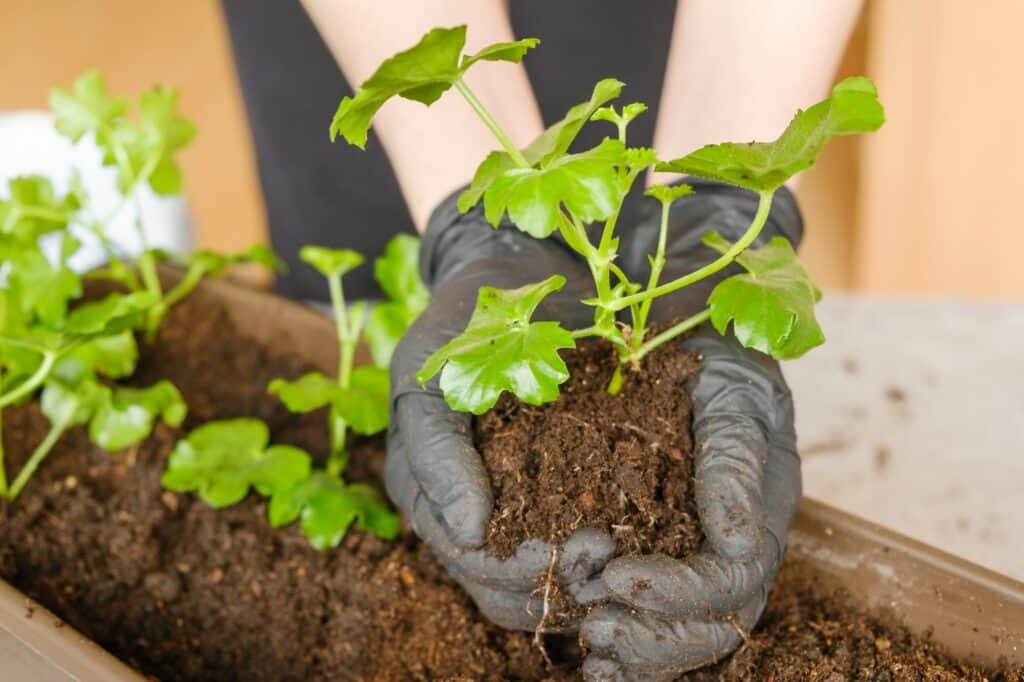 Muškáty - přesazování