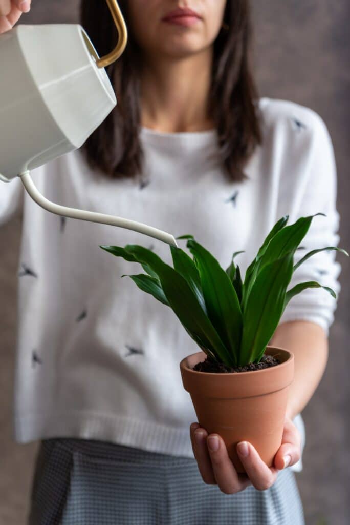 Zalévání 15 Dracena zalévání