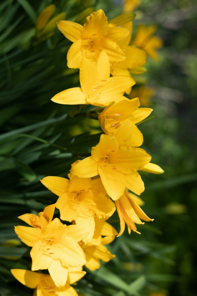 Denivka žlutá - Hemerocallis lilioasphodelus