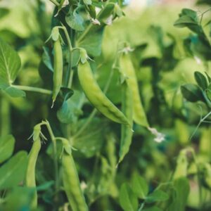 Zrnokaz škodí na hrachu, fazolích a bobu