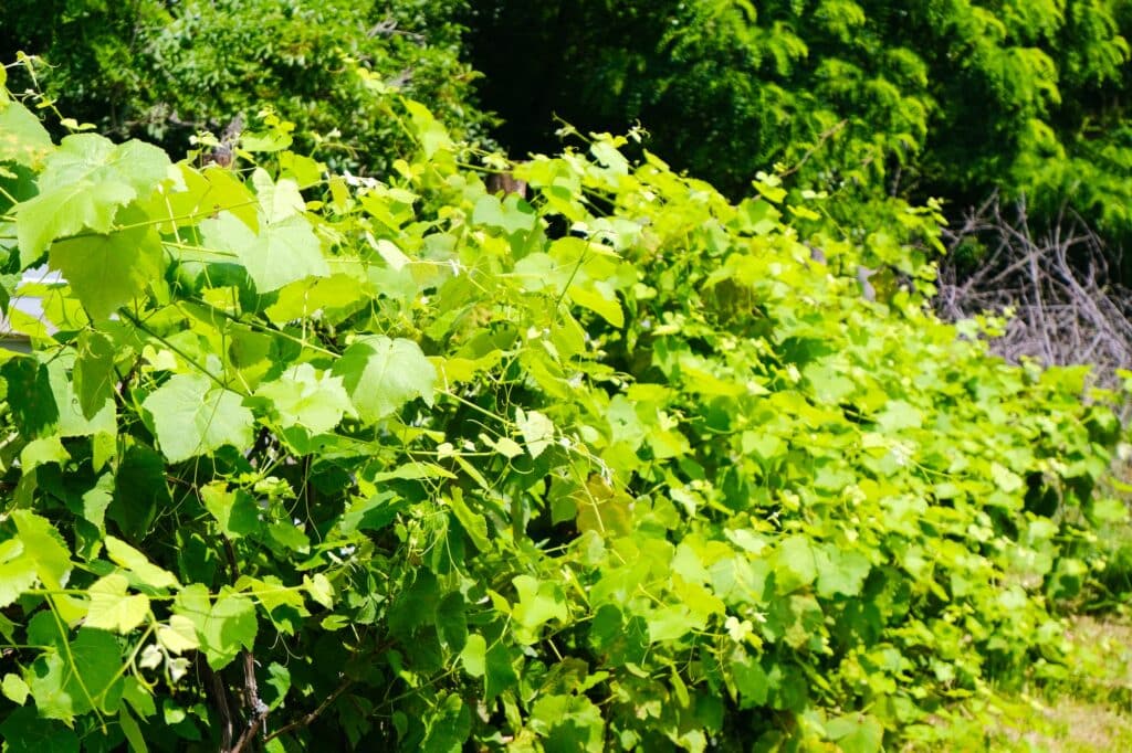 Zdravá sadba vinné révy