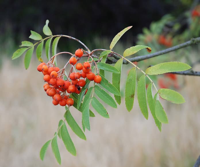 Jeřáb obecný čili ptačí (Sorbus aucuparia)​