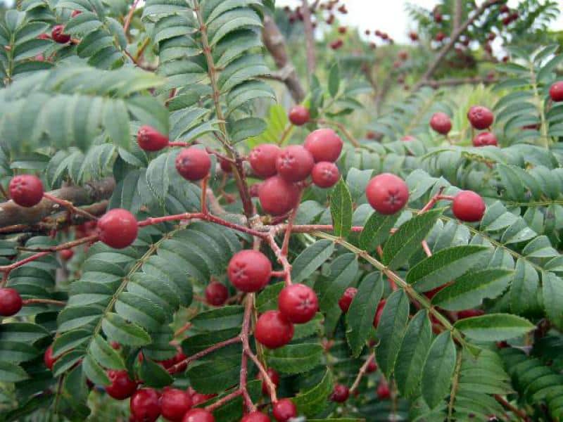 Jeřáb serotinový (Sorbus serotina)​