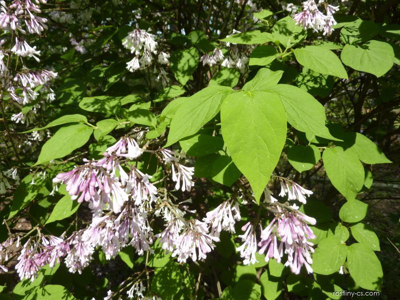 Šeřík amurský (Syringa reticulata var. mandshurica)​