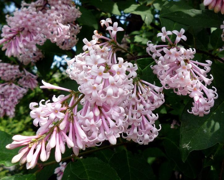 Šeřík karpatský (Syringa josikaea)​