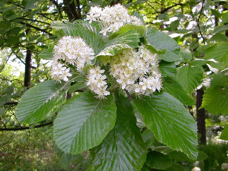 Sorbus aria (jeřáb muk)