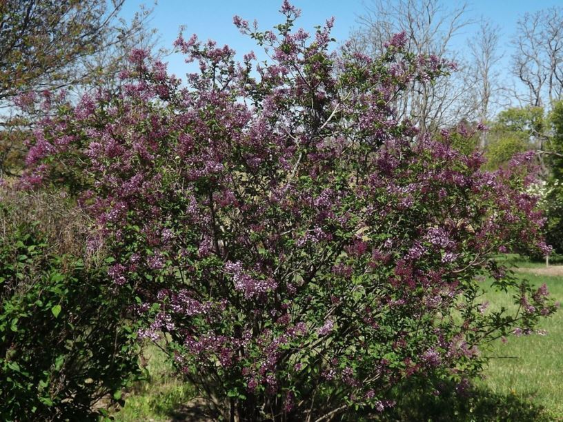Šeřík Julianin (Syringa julianae)​