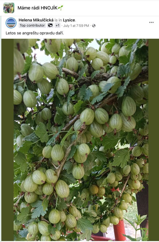 Hnojivo které si zamilujete !!! 53 2023 07 13 09 18 29