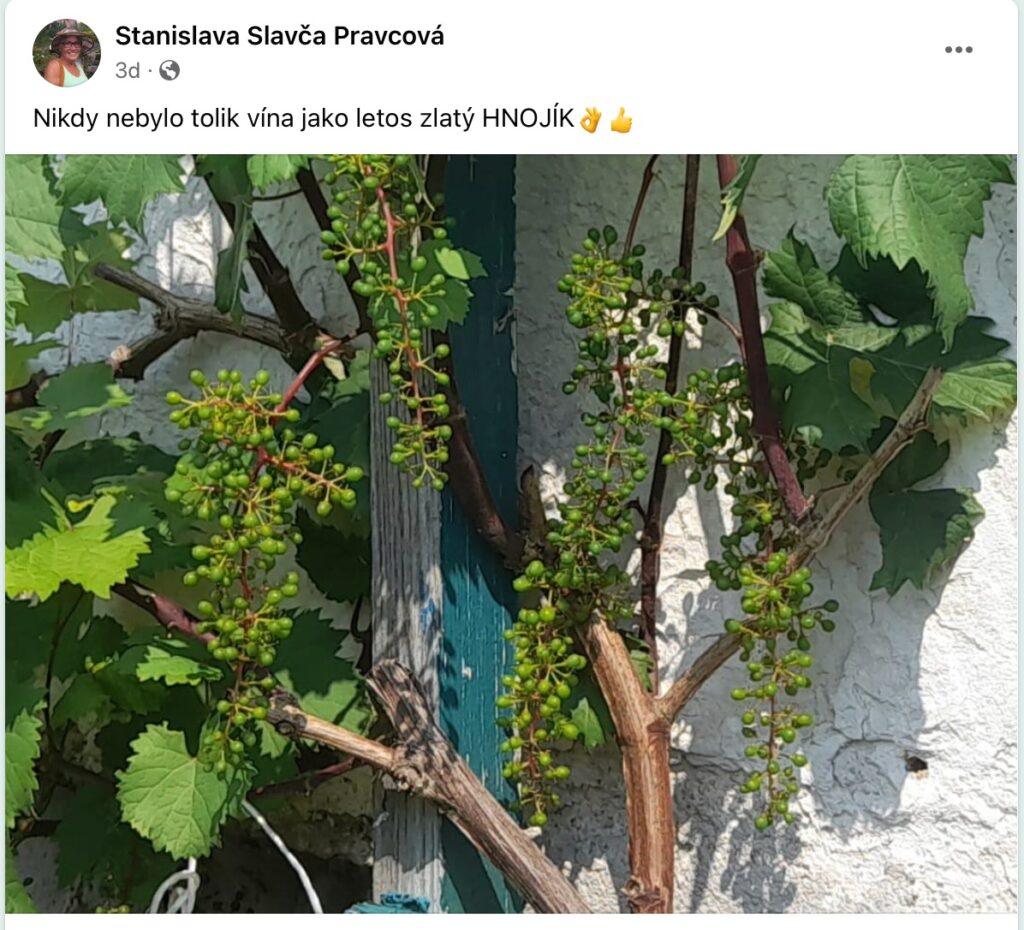 Hnojivo které si zamilujete !!! 51 2023 07 13 09 19 00