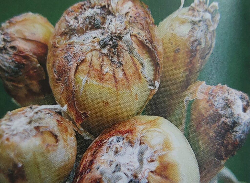 Fusariová hniloba na cibuli