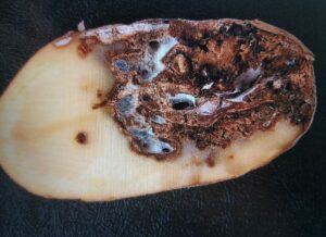 Fusariová hniloba na bramboru