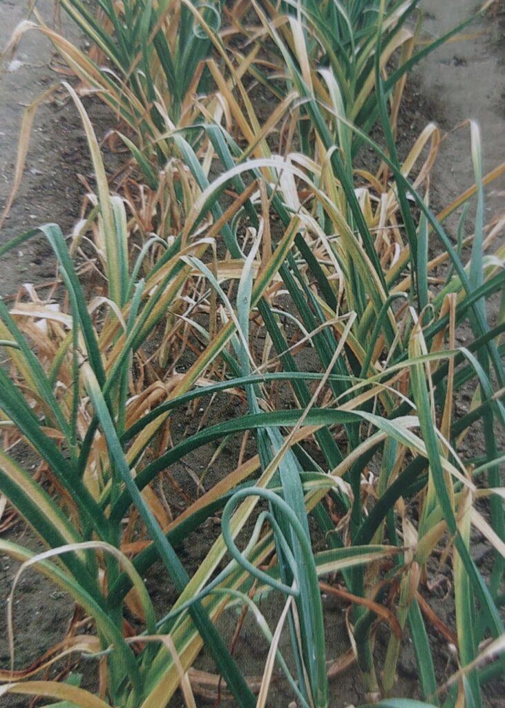 Bílá hniloba - příznaky na česneku