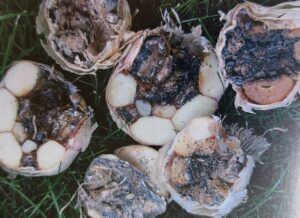 Bílá sklerociová hniloba - příznaky na stroužcích česneku