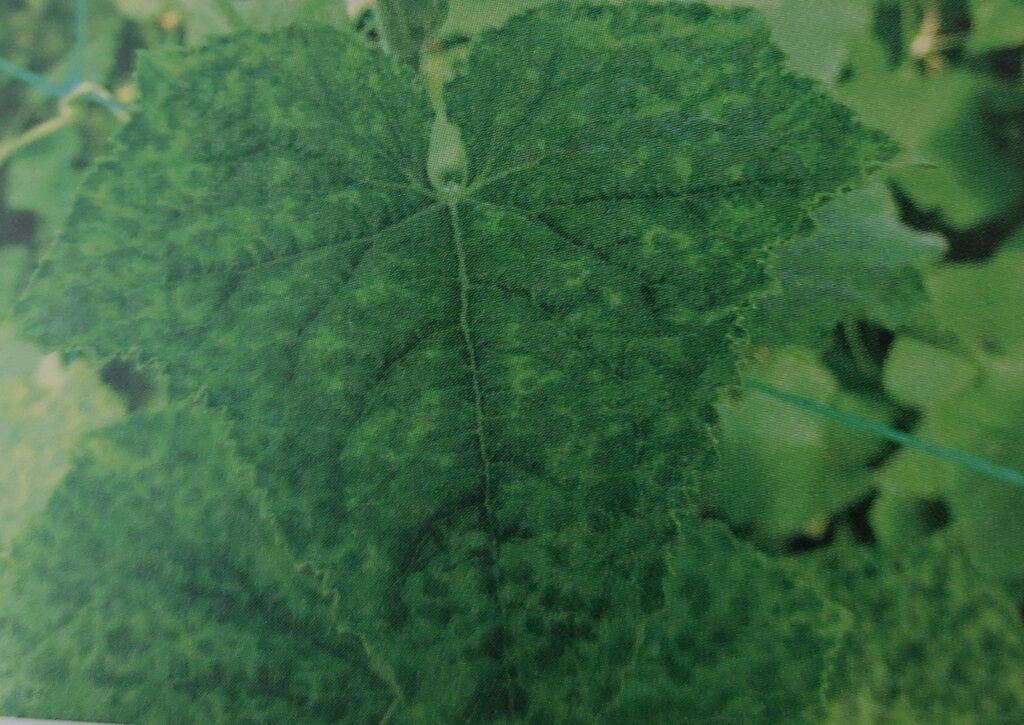 Virová mozaika okurky - příznaky na listech