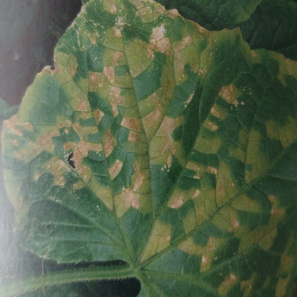 Plíseň okurek - příznaky na listech