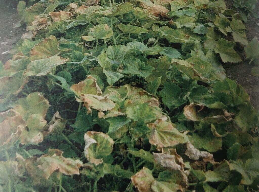 Plíseň okurek - napadený porost