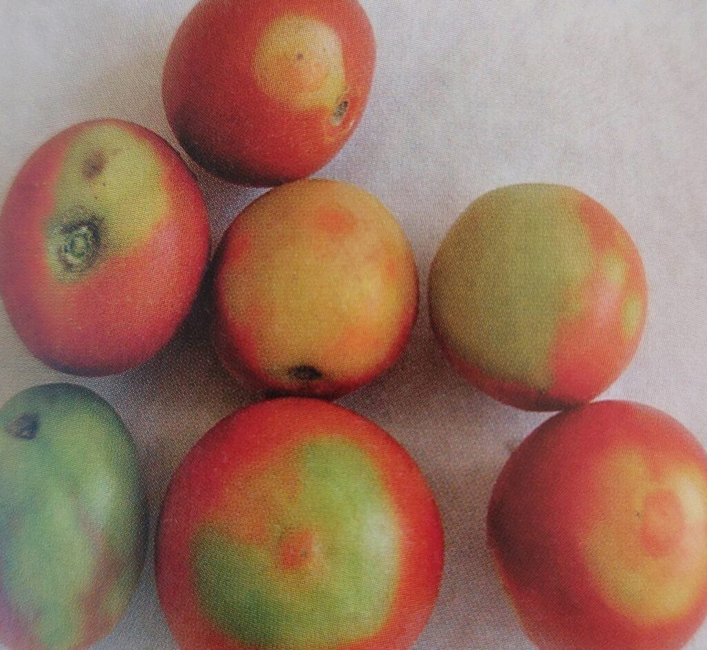 Virová bronzovitost rajčete - příznaky na plodech