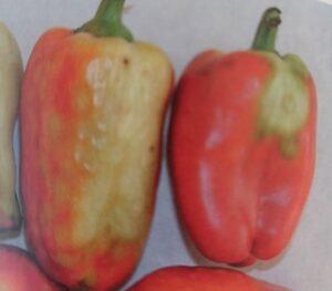 Virus bronzovitosti rajčete na paprice