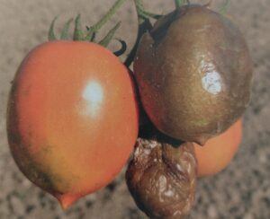 Plíseň rajčete - poškozené plody
