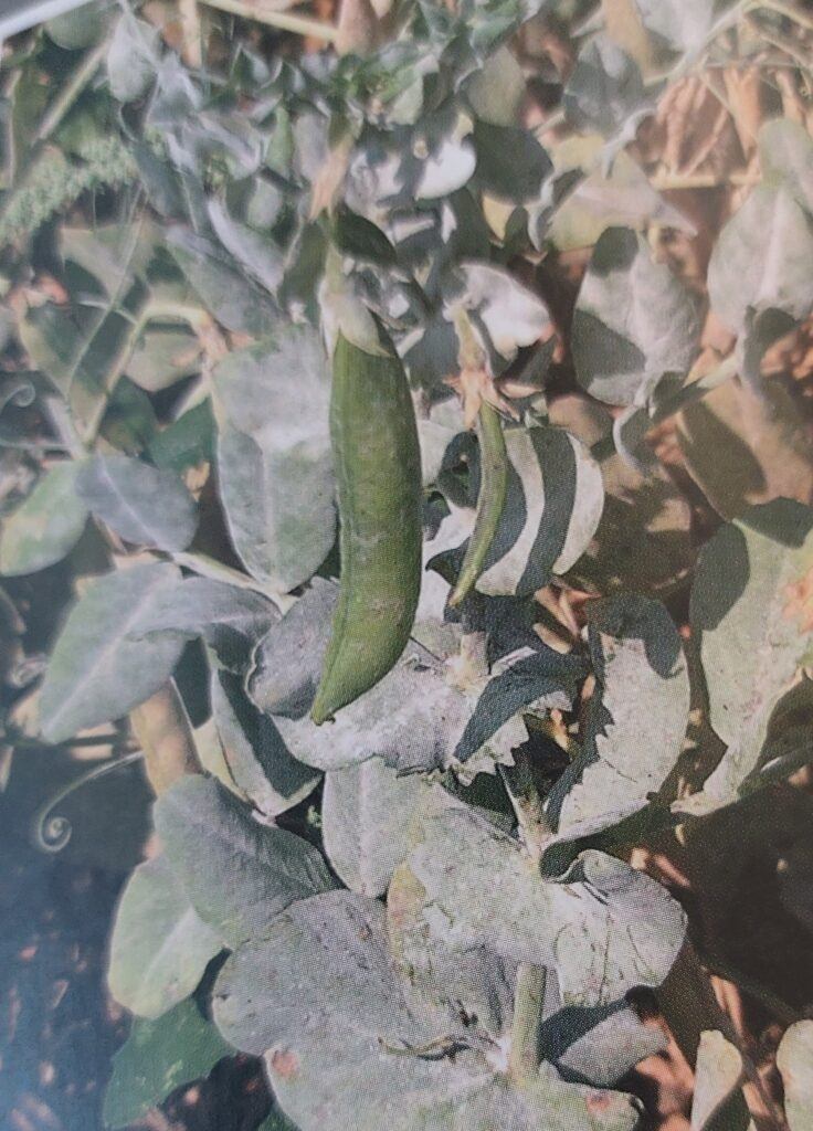 Padlí hrachu - příznaky na listech